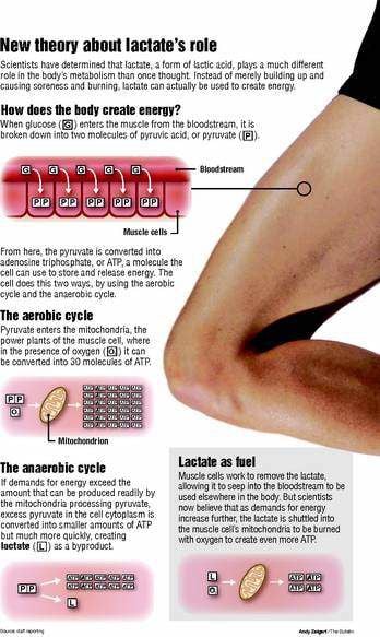 Lactic acid in calf muscles sale