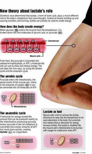 lactic acid in muscles