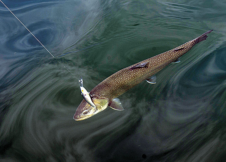 Bull trout store