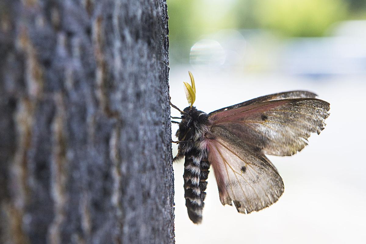 Pandora moth outbreak returns for one more summer Local&State