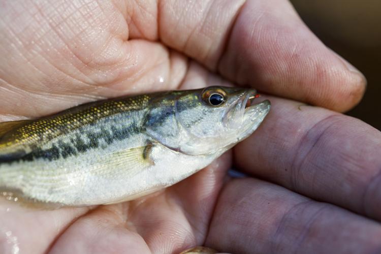 Microfishing: in search of the small one, Outdoors