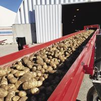 Resolution would designate potatoes as Oregon state vegetable