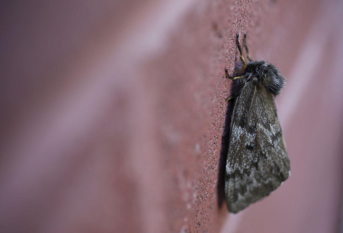 Pandora moths again take flight in Central Oregon Local&State