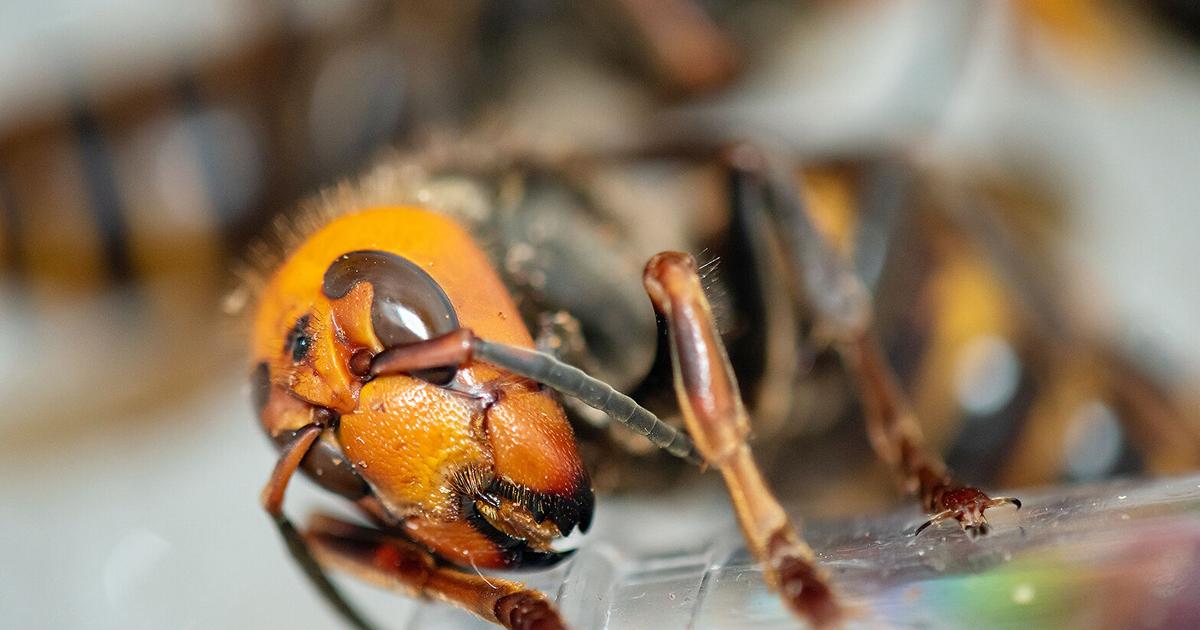 Asian giant hornets for sale