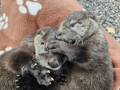 River otters