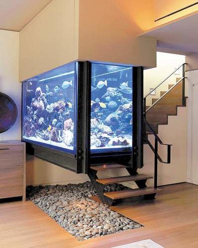 For some, only a really big fish tank will do, lifestyle