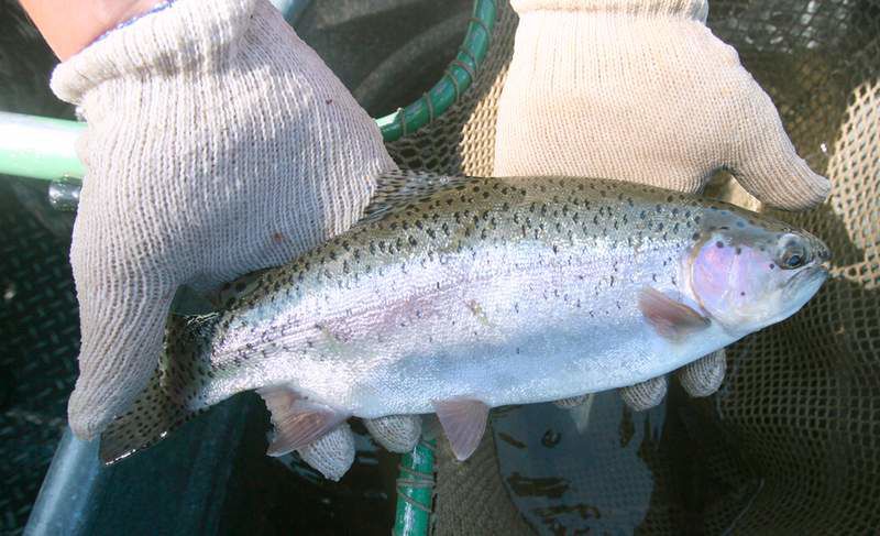 Why the drop in Crooked River trout?, Local&State
