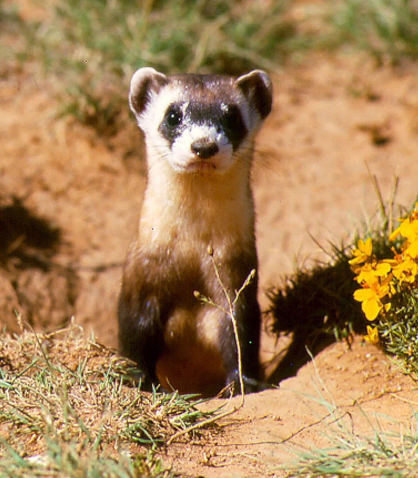 Ferrets and clearance peanut butter