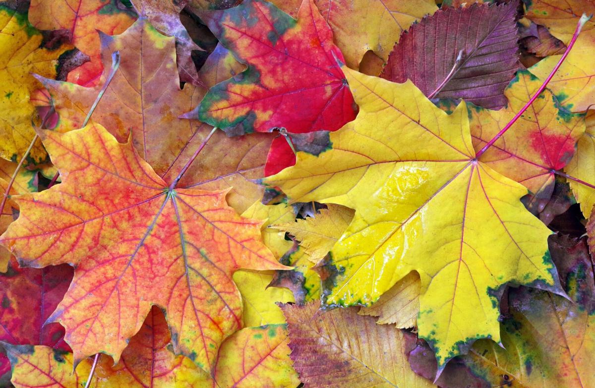 Guide to Oregon's Brilliant Fall Leaves
