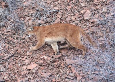 Mountain lions, bobcats share neighborhood, The Daily Courier