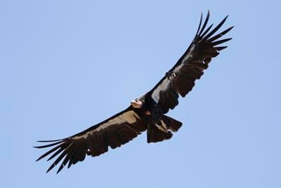 California condors making a comeback, but new threat looms: wind turbines