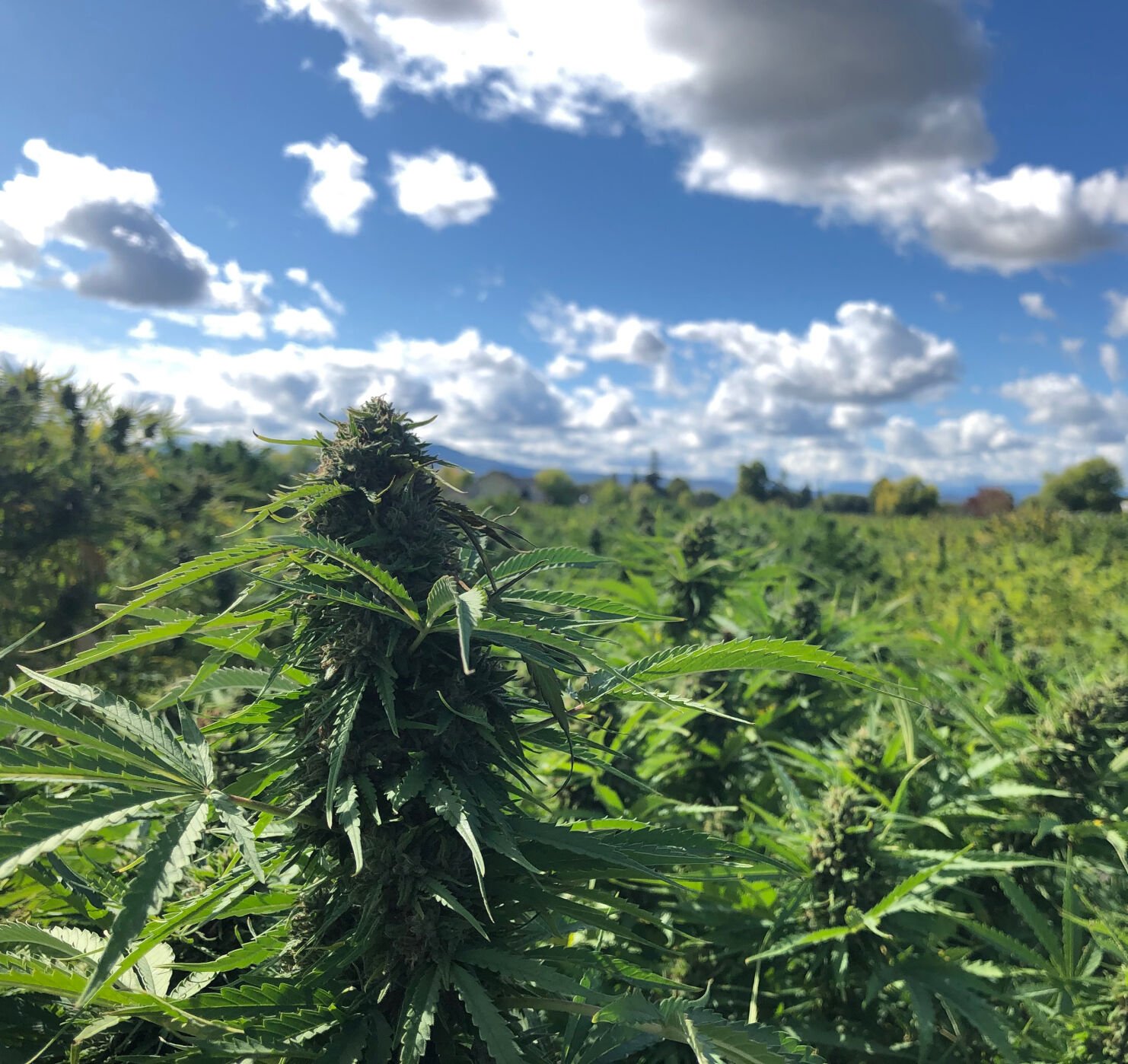 January Science Pub To Explore Future Of Hemp Industry | Local&State ...