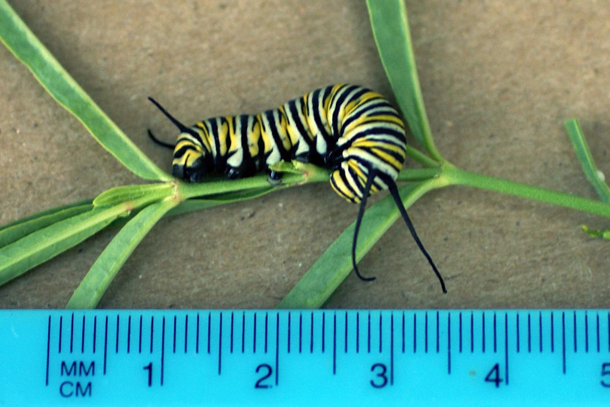 How To Revive Monarch Population Lifestyle Bendbulletin Com