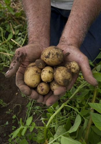 Tips for growing perfect potatoes, lifestyle