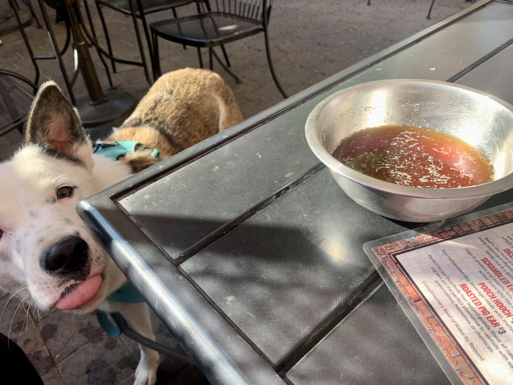 Food places near outlet me that allow dogs