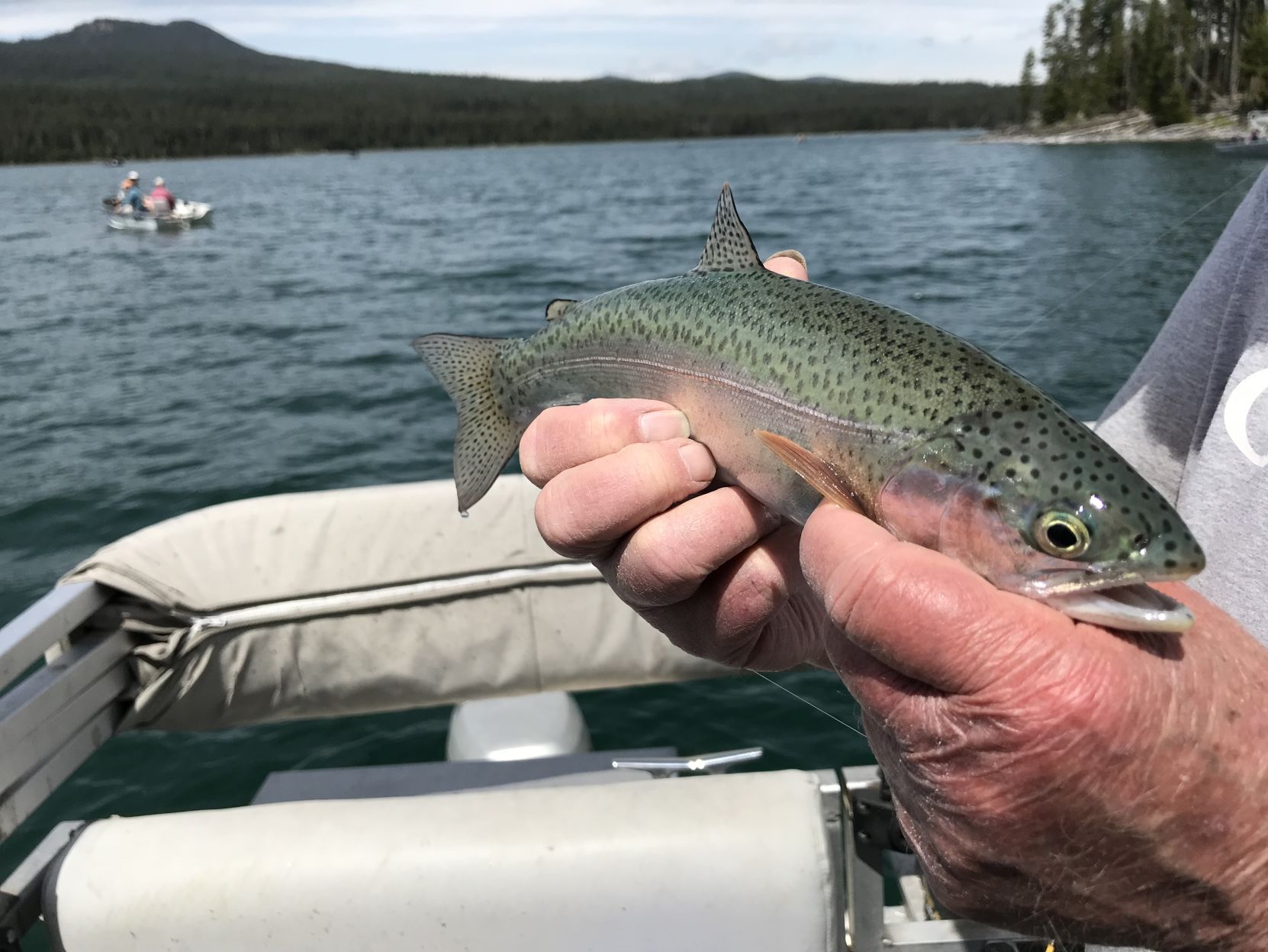 how catch rainbow trout oregon fishing planet
