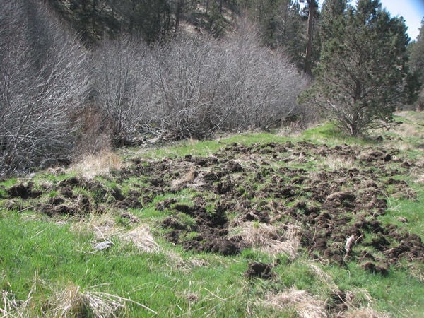 Feral swine population dropping in Oregon | Local&State | bendbulletin.com