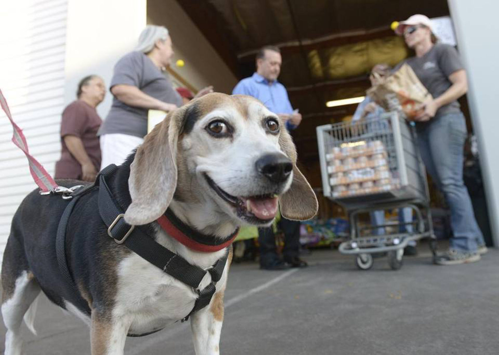 Halo Cafe provides food to thousands of pets lifestyle