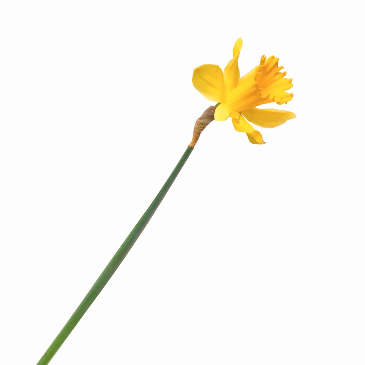 Daffodils Are National Garden Bureau S Bulb Crop Of The Year Lifestyle Bendbulletin Com