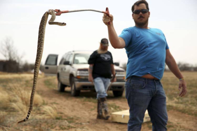 Rattlesnake wranglers, armed with gasoline | Nation 