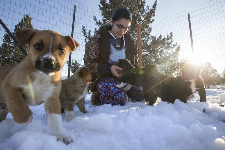 The Return of Puppy Pick 'Em at the Connecticut Humane Society