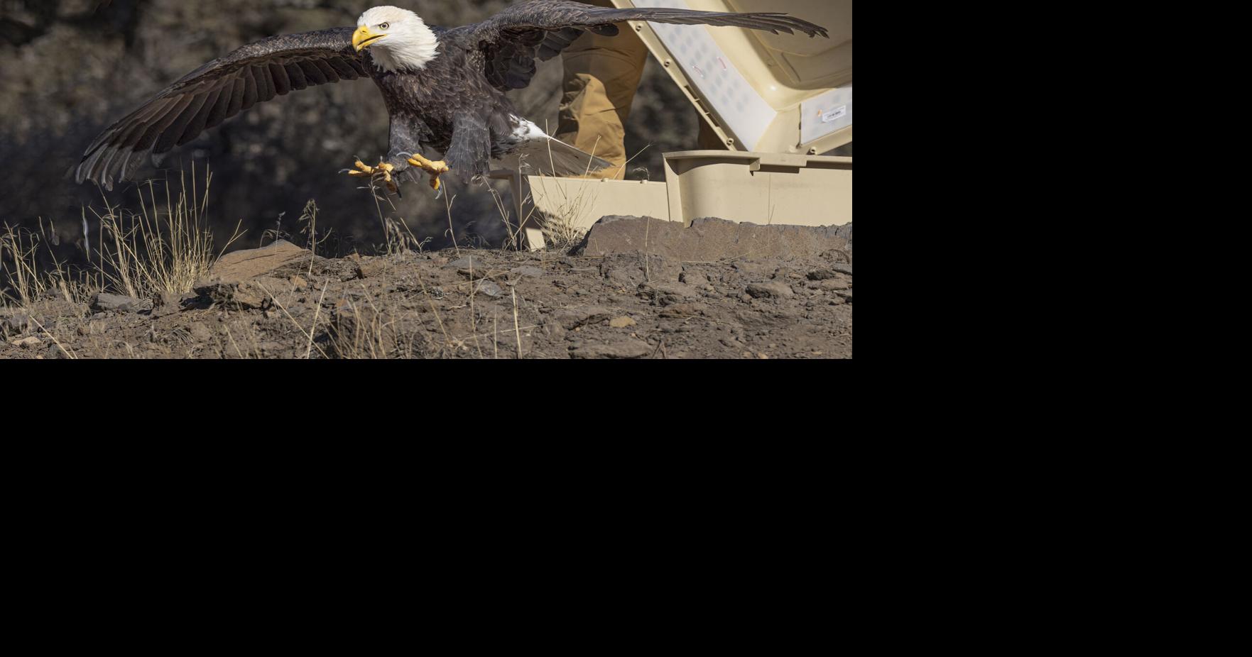 River, Bald Eagle - Veterinary Medicine at Illinois