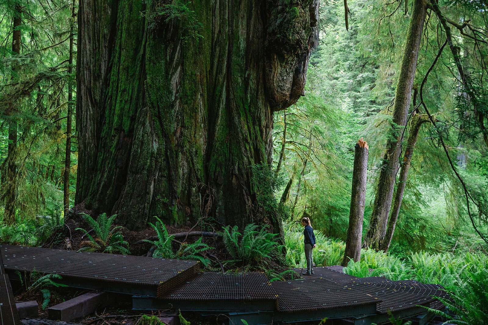 This secret hike through California s giant redwoods will take you to another world Explore Central Oregon bendbulletin