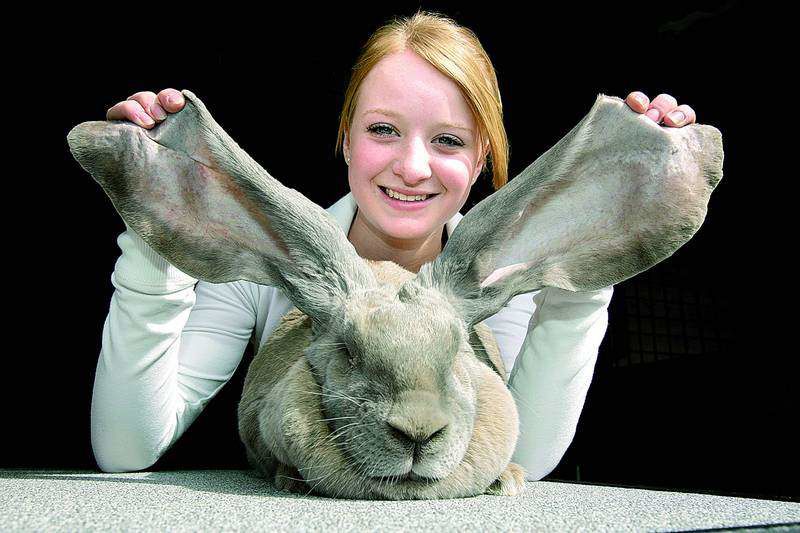 Newfoundland giant hot sale rabbit