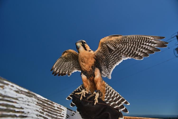 The Massachusetts Birds of Prey Rehab Facility: Offering a second