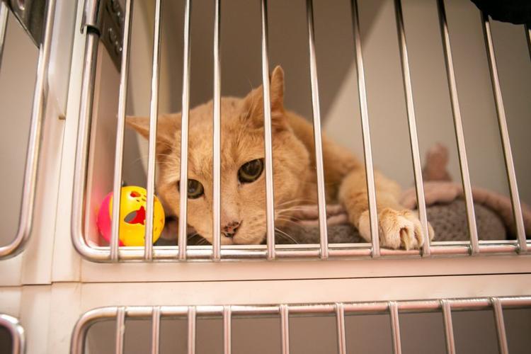 Animal lovers say Multnomah County animal shelter has adopted out sick,  unvaccinated pets | Local&State 