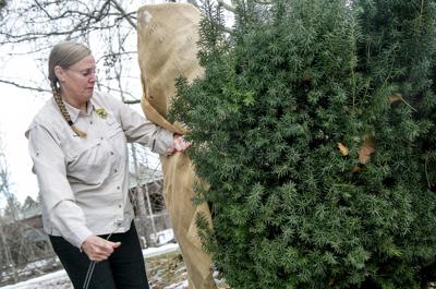 In Idaho, popular landscaping bush has killed dozens of animals