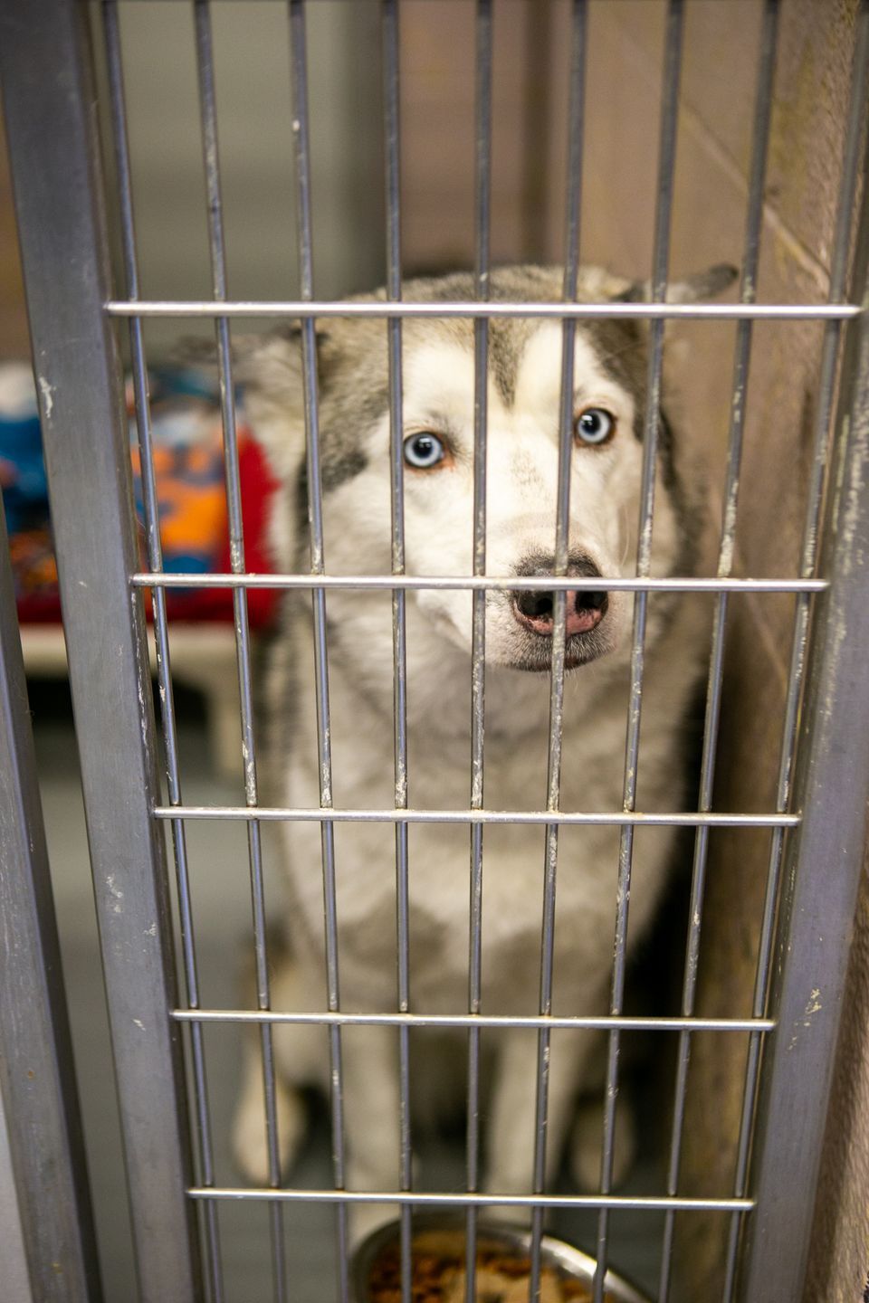 Multnomah store animal shelter