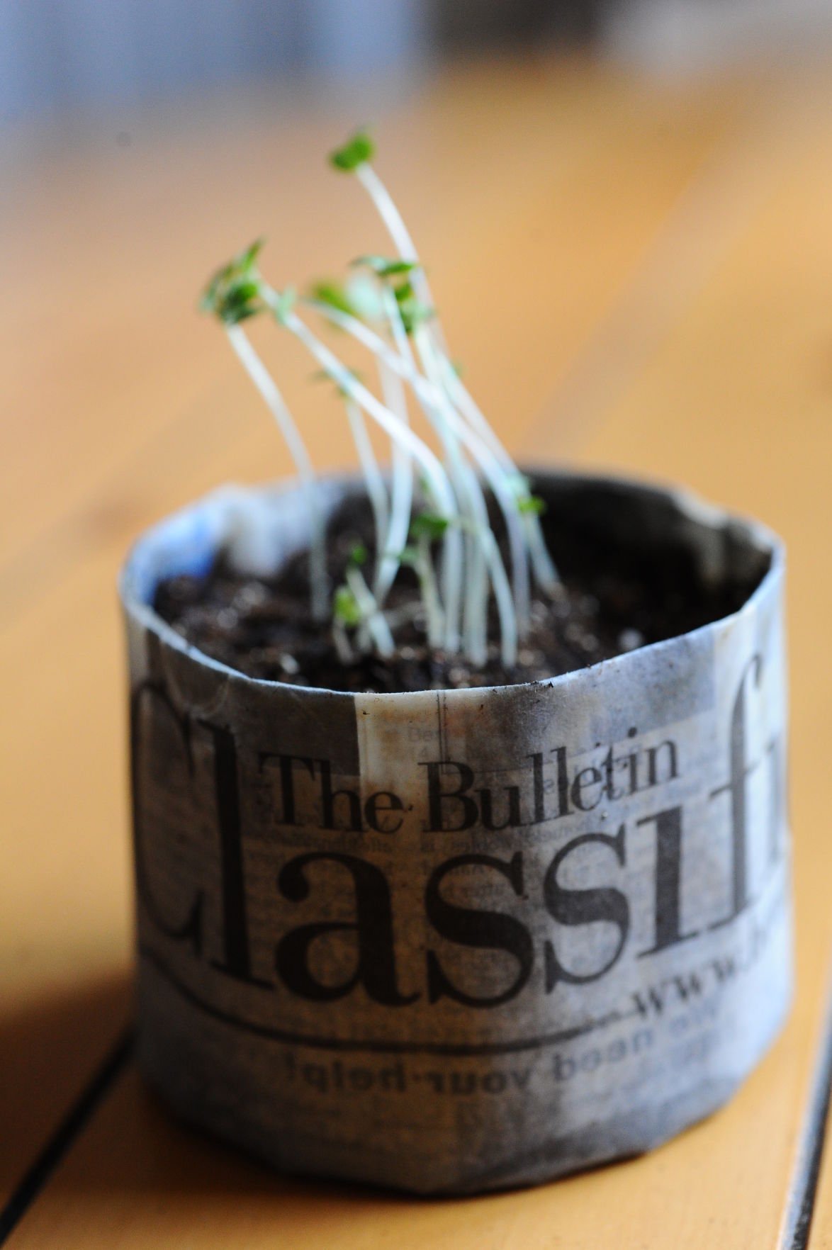 DIY: Seed Starting Trays And Pots | Lifestyle | Bendbulletin.com