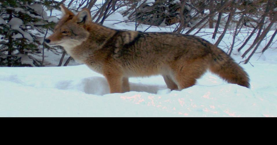 Trinidad Wolf, Kitchen