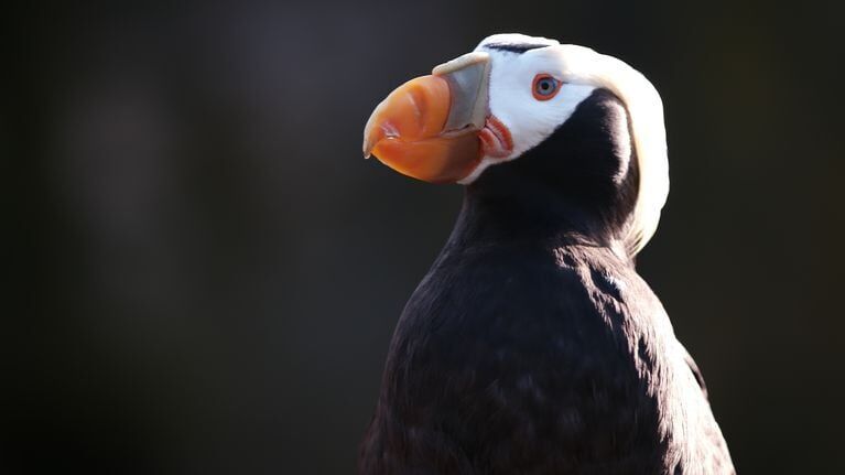 A world without puffins? The uncertain fate of the much-loved