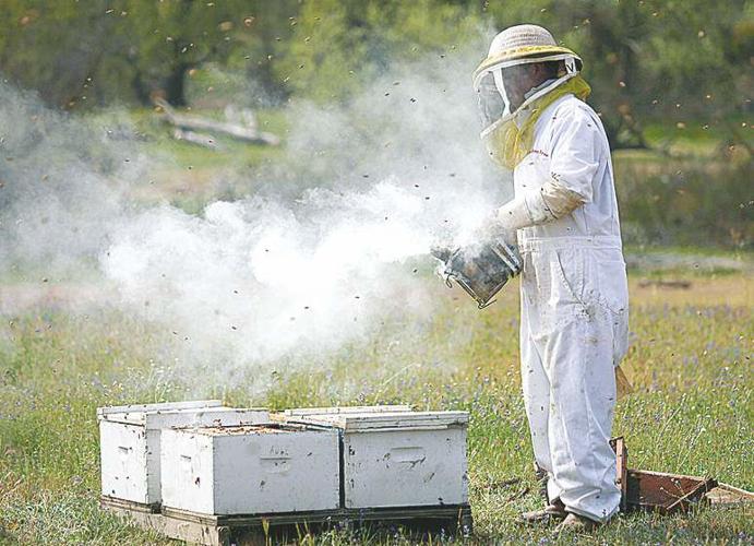 Beekeepers Confront the E.P.A. Over Pesticides - The New York Times