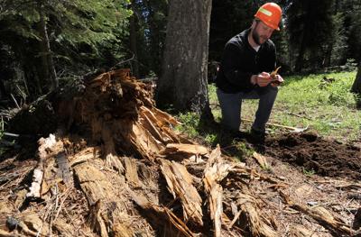 Infected trees near Walton Lake pulled from chopping block (copy)