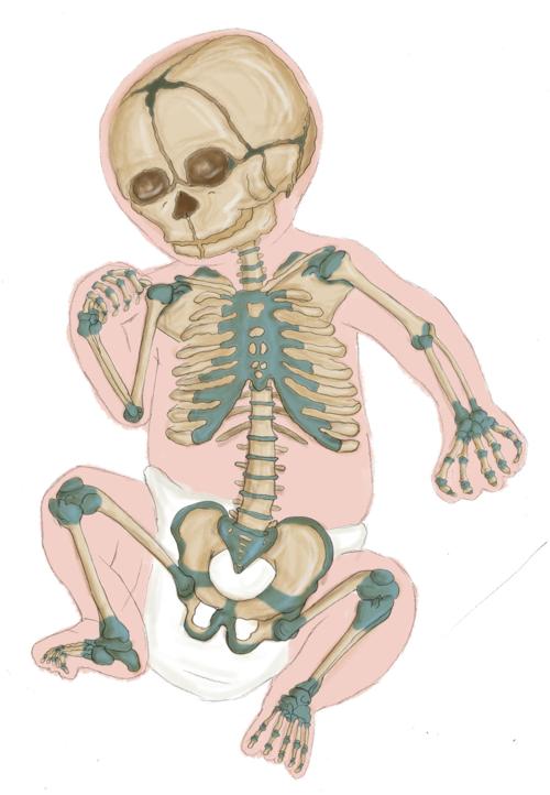 How Many Bones In The Face And Head : The human skeleton is divided