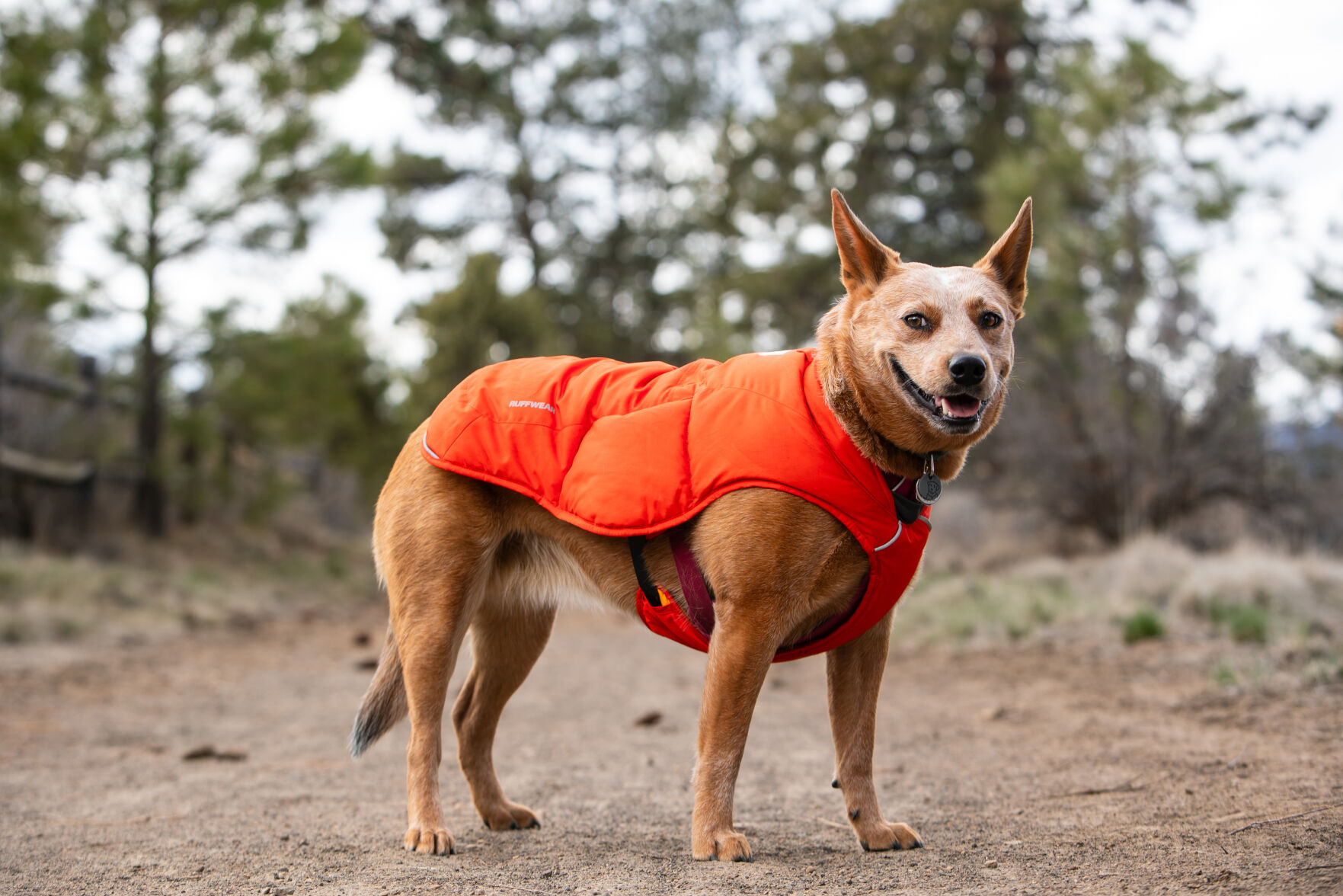 Bend based Ruffwear outdoor gear for dogs grows leadership Business bendbulletin