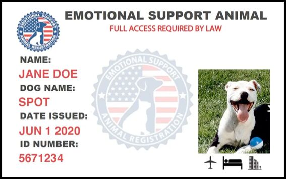 How to Qualify for an Emotional Support Animal in Oregon | Sponsored |  