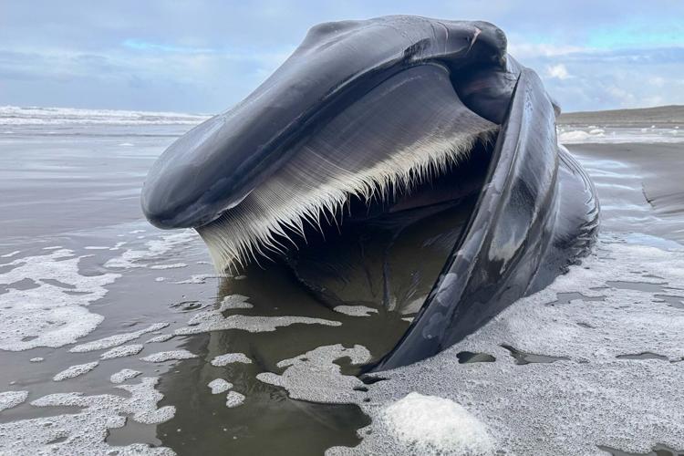 A beached fin whale in Oregon offers a rare glimpse of a giant
