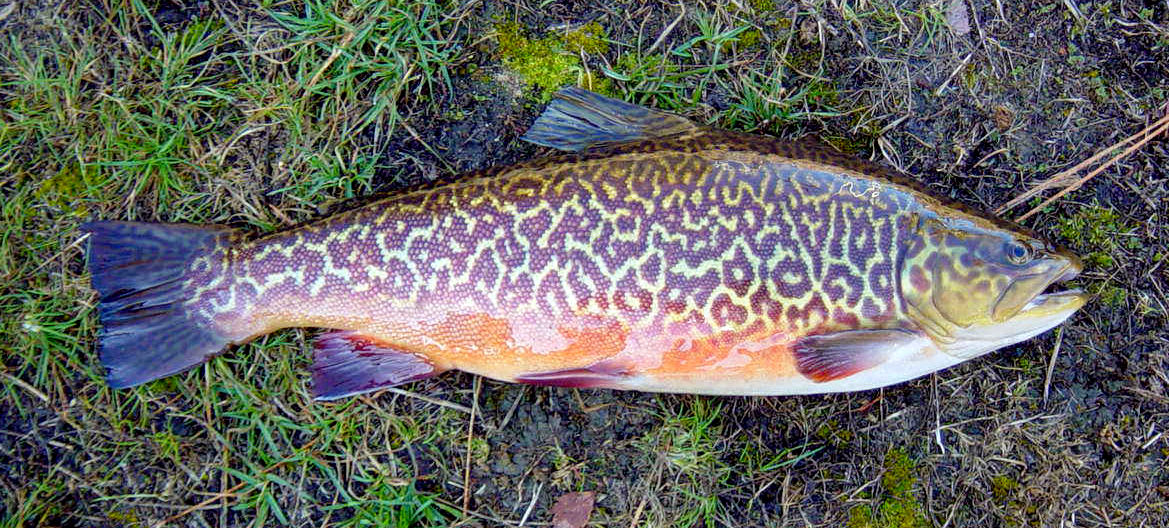 tiger trout tiger trout