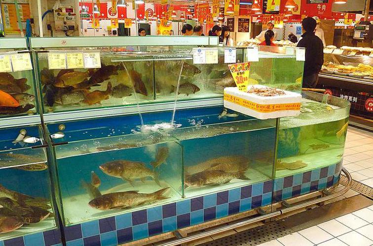 China craves carp, but only if it's fresh