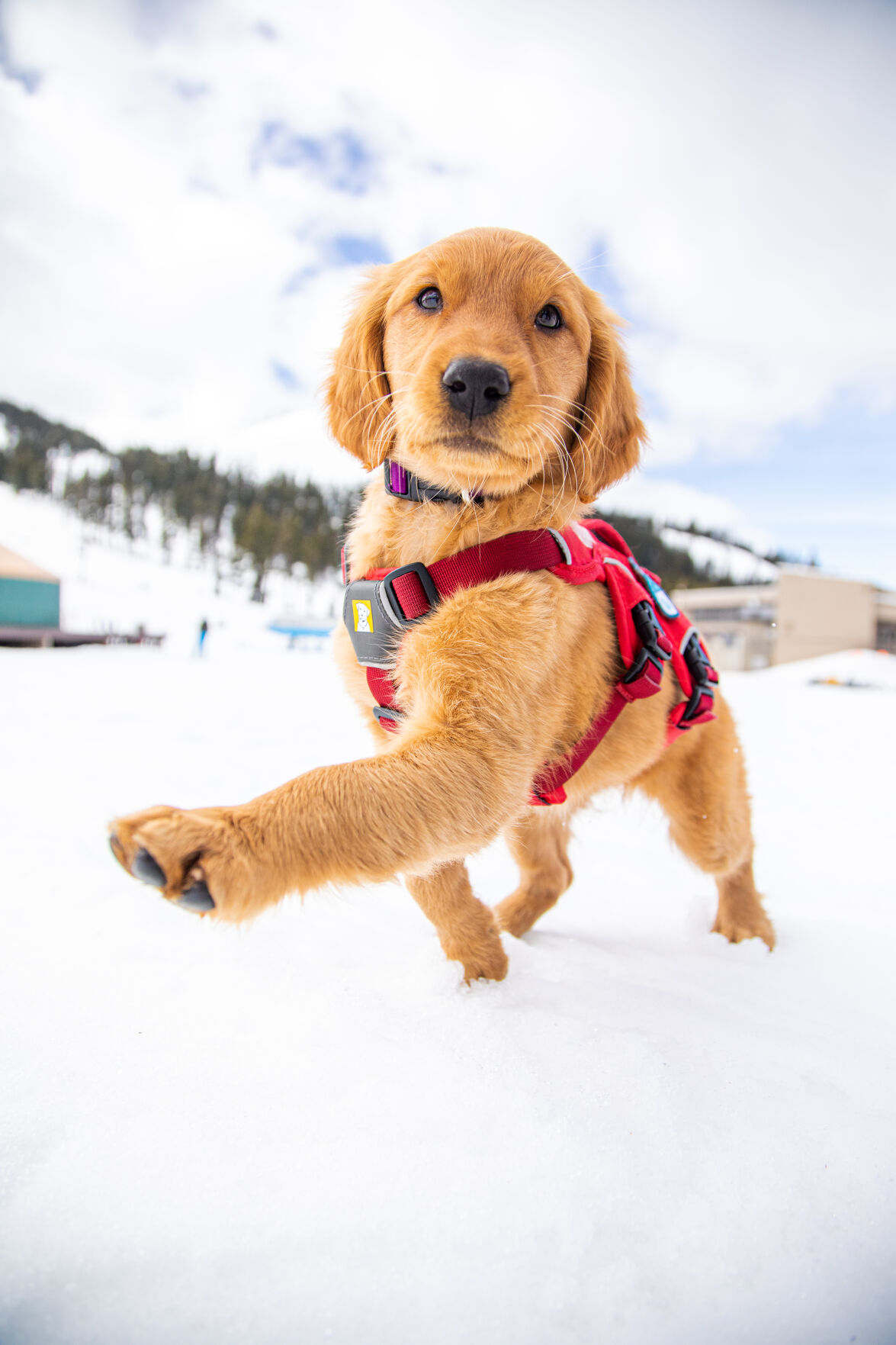 Avalanche sales dog collar