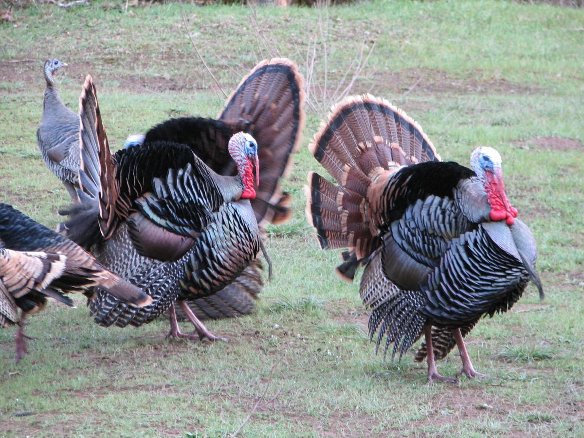 A basic guide to turkey hunting in Oregon Outdoors