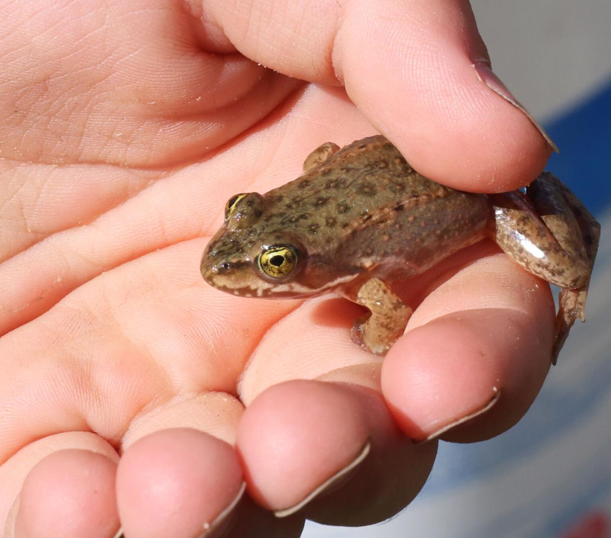 Oregon spotted frogs in Bend's Old Mill are supersized, Environment