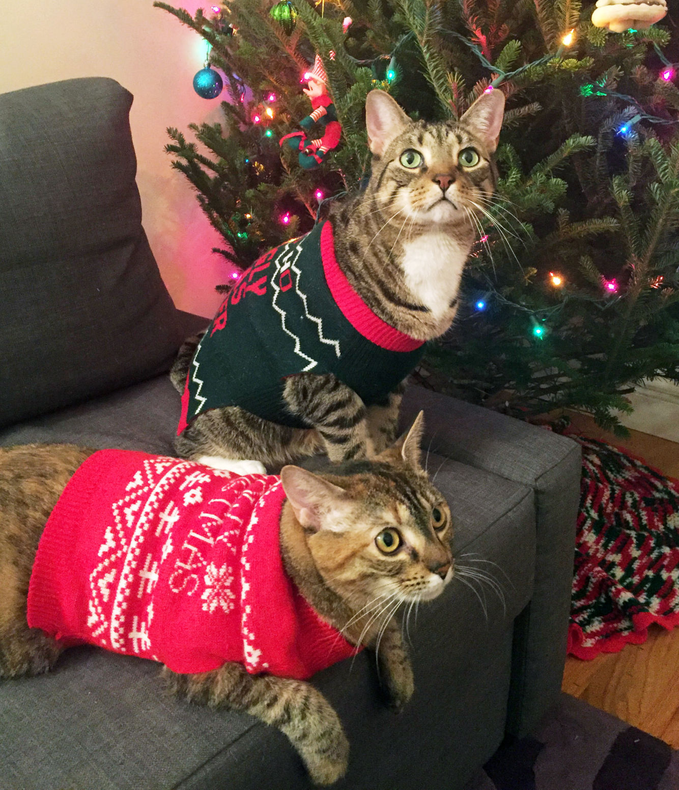 christmas sweater for medium sized dog