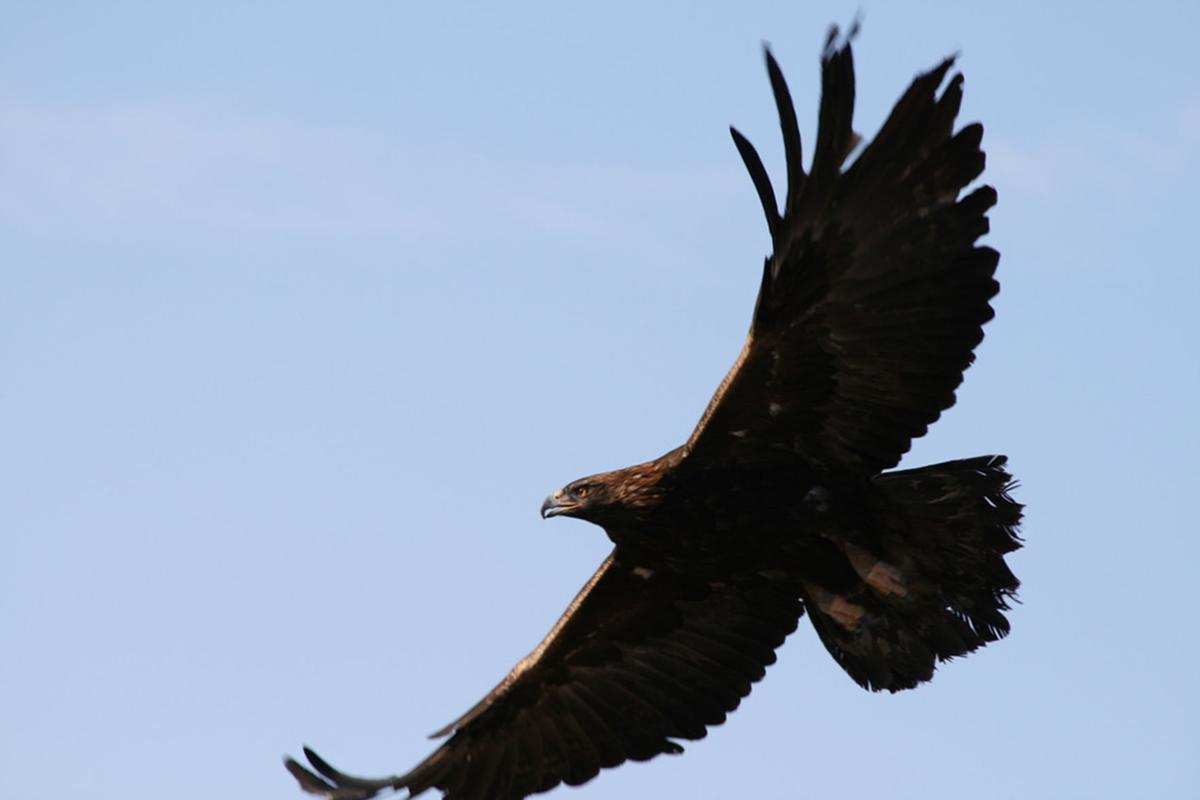 Golden Eagles Build Nest In Southeast Bend Where Builder