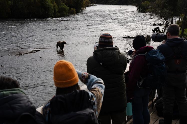 Visitors flock to park in Alaska to see the bears who compete