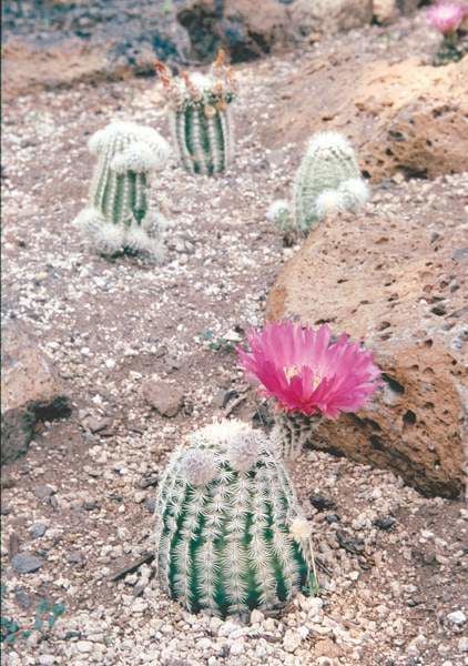 A Man S Passion For Cacti Local State Bendbulletin Com